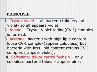 1. Crystal violet - all bacteria take crystal
violet- so all appears violet.
2. Iodine – Crystal Violet-iodine(CV-I) complex
is formed.
3. Acetone- bacteria with high lipid content
loose CV-I complex(appear colouless) but
bacteria with less lipid content retains CV-I
complex ( appear violet).
4. Safranine/ dilute carbol fuchsin – only
colouless bacteria takes – appear pink.
PRINCIPLE:
 
