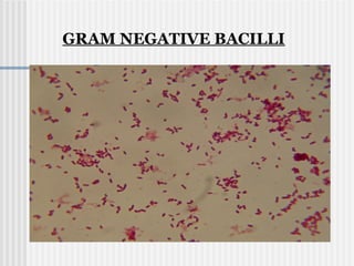 GRAM NEGATIVE BACILLI
 