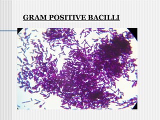 GRAM POSITIVE BACILLI
 
