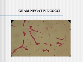 GRAM NEGATIVE COCCI
 