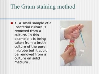 The Gram staining method
■ 1. A small sample of a
bacterial culture is
removed from a
culture. In this
example it is being
taken from a broth
culture of the pure
microbe but it could
be removed from a
culture on solid
medium .
 