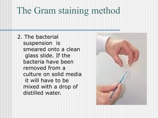 The Gram staining method
2. The bacterial
suspension is
smeared onto a clean
glass slide. If the
bacteria have been
removed from a
culture on solid media
it will have to be
mixed with a drop of
distilled water.
 