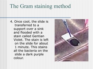 The Gram staining method
4. Once cool, the slide is
transferred to a
support over a sink
and flooded with a
stain called Gentian
Violet. The stain is left
on the slide for about
1 minute. This stains
all the bacteria on the
slide a dark purple
colour.
 