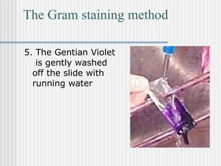 The Gram staining method
5. The Gentian Violet
is gently washed
off the slide with
running water
 