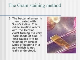 The Gram staining method
6. The bacterial smear is
then treated with
Gram's iodine. This
iodine solution reacts
with the Gentian
Violet turning it a very
dark shade of blue. It
also causes it to be
retained by certain
types of bacteria in a
way which is not
really understood.
 