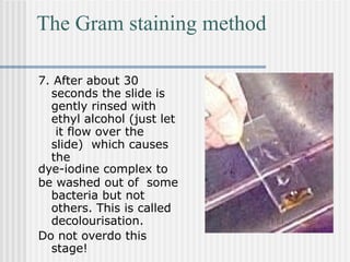 The Gram staining method
7. After about 30
seconds the slide is
gently rinsed with
ethyl alcohol (just let
it flow over the
slide) which causes
the
dye-iodine complex to
be washed out of some
bacteria but not
others. This is called
decolourisation.
Do not overdo this
stage!
 
