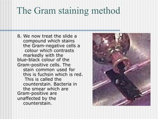 The Gram staining method
8. We now treat the slide a
compound which stains
the Gram-negative cells a
colour which contrasts
markedly with the
blue-black colour of the
Gram-positive cells. The
stain common used for
this is fuchsin which is red.
This is called the
counterstain. Bacteria in
the smear which are
Gram-positive are
unaffected by the
counterstain.
 