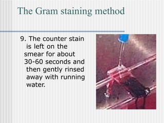 The Gram staining method
9. The counter stain
is left on the
smear for about
30-60 seconds and
then gently rinsed
away with running
water.
 