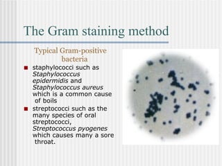 The Gram staining method
Typical Gram-positive
bacteria
■ staphylococci such as
Staphylococcus
epidermidis and
Staphylococcus aureus
which is a common cause
of boils
■ streptococci such as the
many species of oral
streptococci,
Streptococcus pyogenes
which causes many a sore
throat.
 