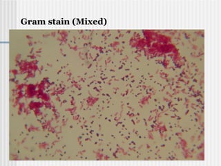 Gram stain (Mixed)
 