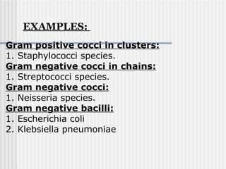 Gram positive cocci in clusters:
1. Staphylococci species.
Gram negative cocci in chains:
1. Streptococci species.
Gram negative cocci:
1. Neisseria species.
Gram negative bacilli:
1. Escherichia coli
2. Klebsiella pneumoniae
EXAMPLES:
 