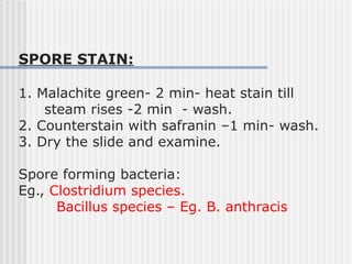 SPORE STAIN:
1. Malachite green- 2 min- heat stain till
steam rises -2 min - wash.
2. Counterstain with safranin –1 min- wash.
3. Dry the slide and examine.
Spore forming bacteria:
Eg., Clostridium species.
Bacillus species – Eg. B. anthracis
 