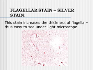 FLAGELLAR STAIN – SILVER
STAIN:
This stain increases the thickness of flagella –
thus easy to see under light microscope.
 