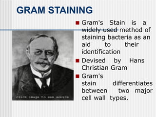 GRAM STAINING
■ Gram's Stain is a
widely used method of
staining bacteria as an
aid to their
identification
■ Devised by Hans
Christian Gram
■ Gram's
stain differentiates
between two major
cell wall types.
 