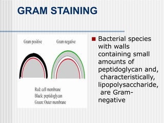 GRAM STAINING
■ Bacterial species
with walls
containing small
amounts of
peptidoglycan and,
characteristically,
lipopolysaccharide,
are Gram-
negative
 