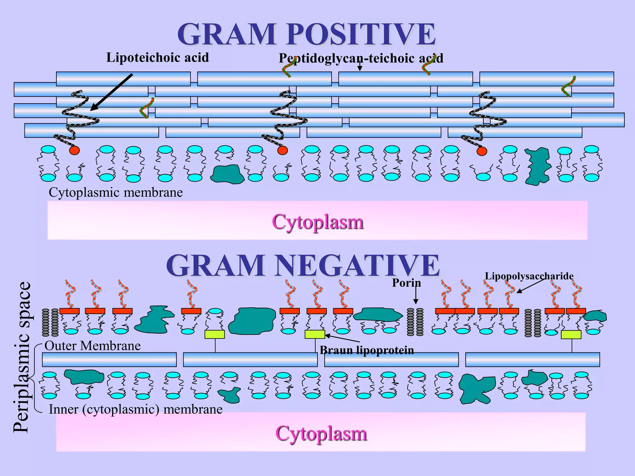 GRAM POSITIVE
GRAM NEGATIVE
Cytoplasm
Cytoplasm
Lipoteichoic acid Peptidoglycan-teichoic acid
Cytoplasmic membrane
Inner (cytoplasmic) membrane
Outer Membrane
Lipopolysaccharide
Porin
Braun lipoprotein
 