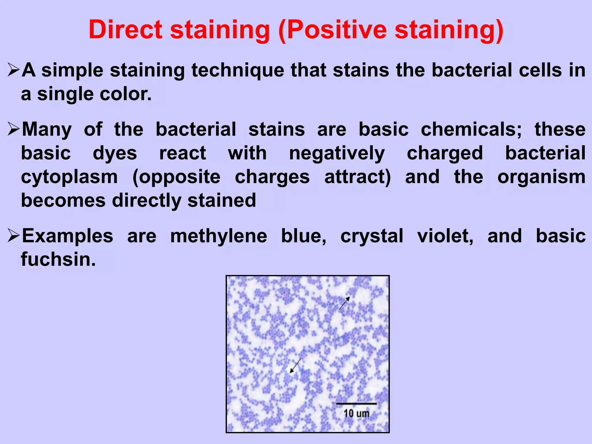 Direct staining (Positive staining)
➢A simple staining technique that stains the bacterial cells in
a single color.
➢Many of the bacterial stains are basic chemicals; these
basic dyes react with negatively charged bacterial
cytoplasm (opposite charges attract) and the organism
becomes directly stained
➢Examples are methylene blue, crystal violet, and basic
fuchsin.
 