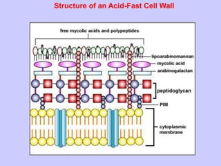 Types of staining techniques in microbiology | PDF
