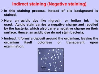 Indirect staining (Negative staining)
 In this staining process, instead of ells background is
stained.
 Here, an acidic dye like nigrosin or Indian ink is
used. Acidic stain carries a negative charge and repelled
by the bacteria, which also carry a negative charge on their
surface. Hence, an acidic dye do not stain bacteria,
 Instead, it forms a deposit around the organism, leaving the
organism itself colorless or transparent upon
examination.
 