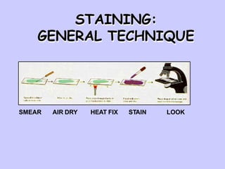 STAINING:
GENERAL TECHNIQUE
SMEAR AIR DRY HEAT FIX STAIN LOOK
 