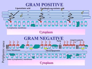 GRAM NEGATIVE
Cytoplasm
Cytoplasm
GRAM POSITIVE
Lipoteichoic acid Peptidoglycan-teichoic acid
Cytoplasmic membrane
Inner (cytoplasmic) membrane
Outer Membrane
Lipopolysaccharide
Porin
Braun lipoprotein
 