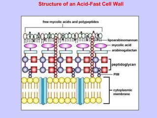 Structure of an Acid-Fast Cell Wall
 