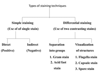 Structural Stain Examples stains in dermatology.pptx