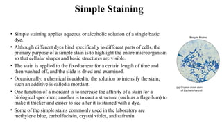 Comprehensive overview of microbial Stains & staining techniques | PPTX