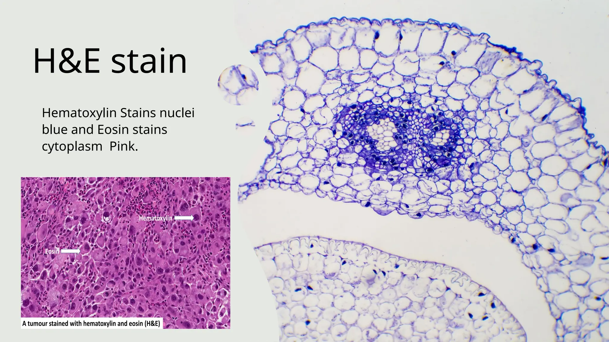 stains used in light microscopy (4).pptx
