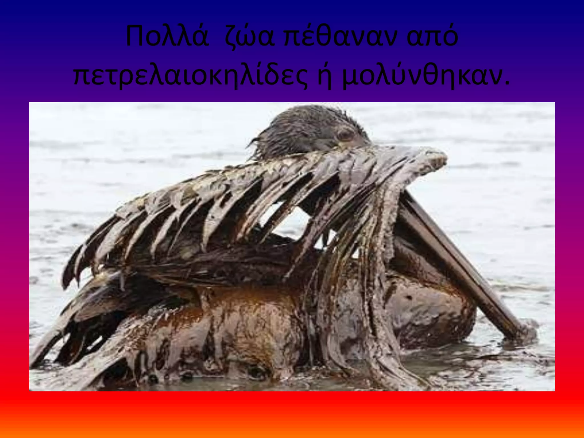Πολλά ζώα πέθαναν από
πετρελαιοκηλίδες ή μολύνθηκαν.
 