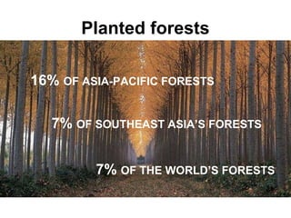Planted forests
16% OF ASIA-PACIFIC FORESTS
7% OF SOUTHEAST ASIA’S FORESTS
7% OF THE WORLD’S FORESTS

 