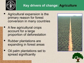 Key drivers of change: Agriculture

 Agricultural expansion is the

primary reason for forest
conversion in many countries

 A few agricultural crops

account for a large
proportion of deforestation

 Rubber plantations are

expanding in forest areas

 Oil palm plantations set to
spread significantly

 