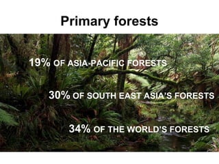 Primary forests
19% OF ASIA-PACIFIC FORESTS
30% OF SOUTH EAST ASIA’S FORESTS
34% OF THE WORLD’S FORESTS

 