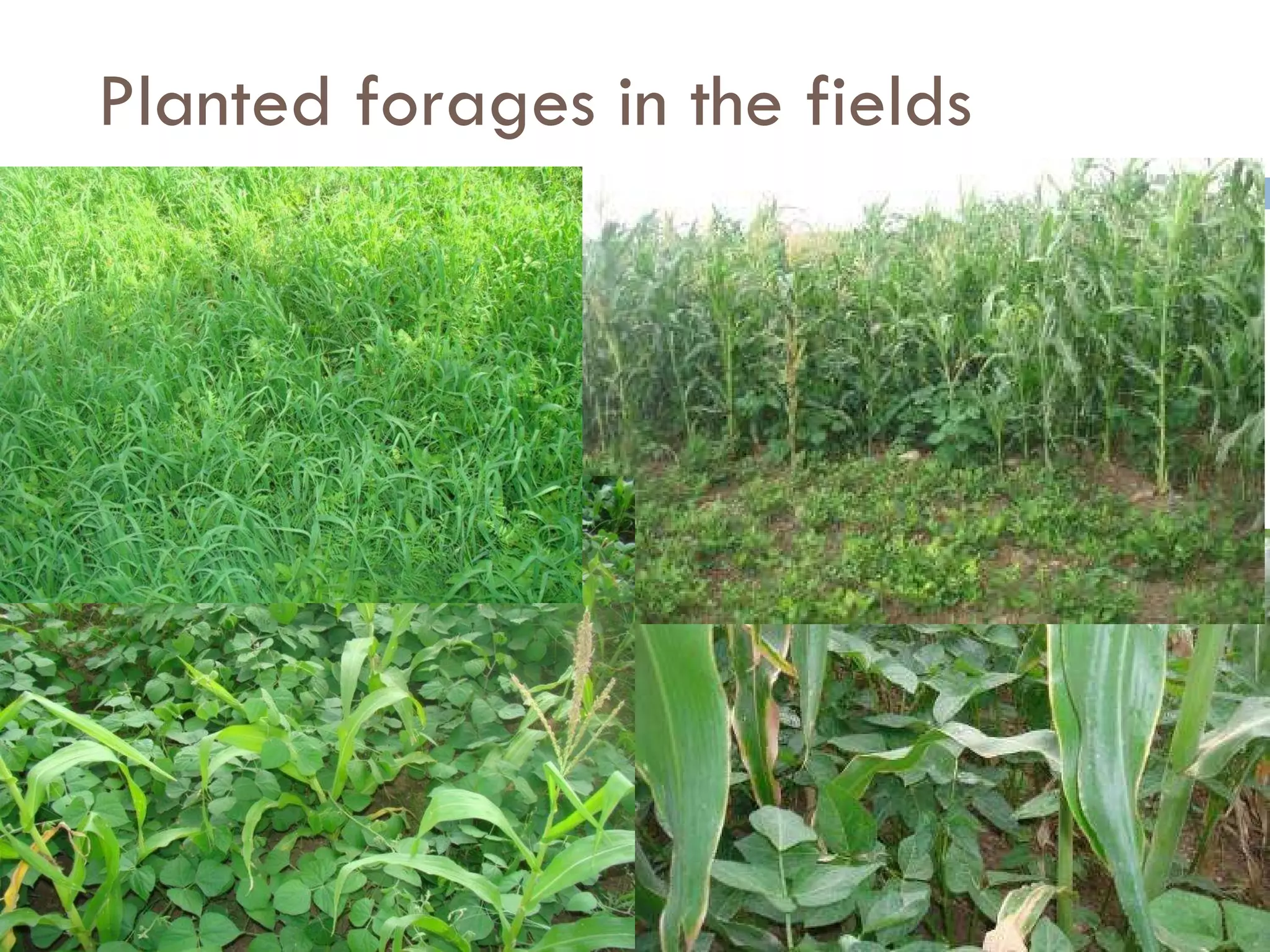 Planted forages in the fields 