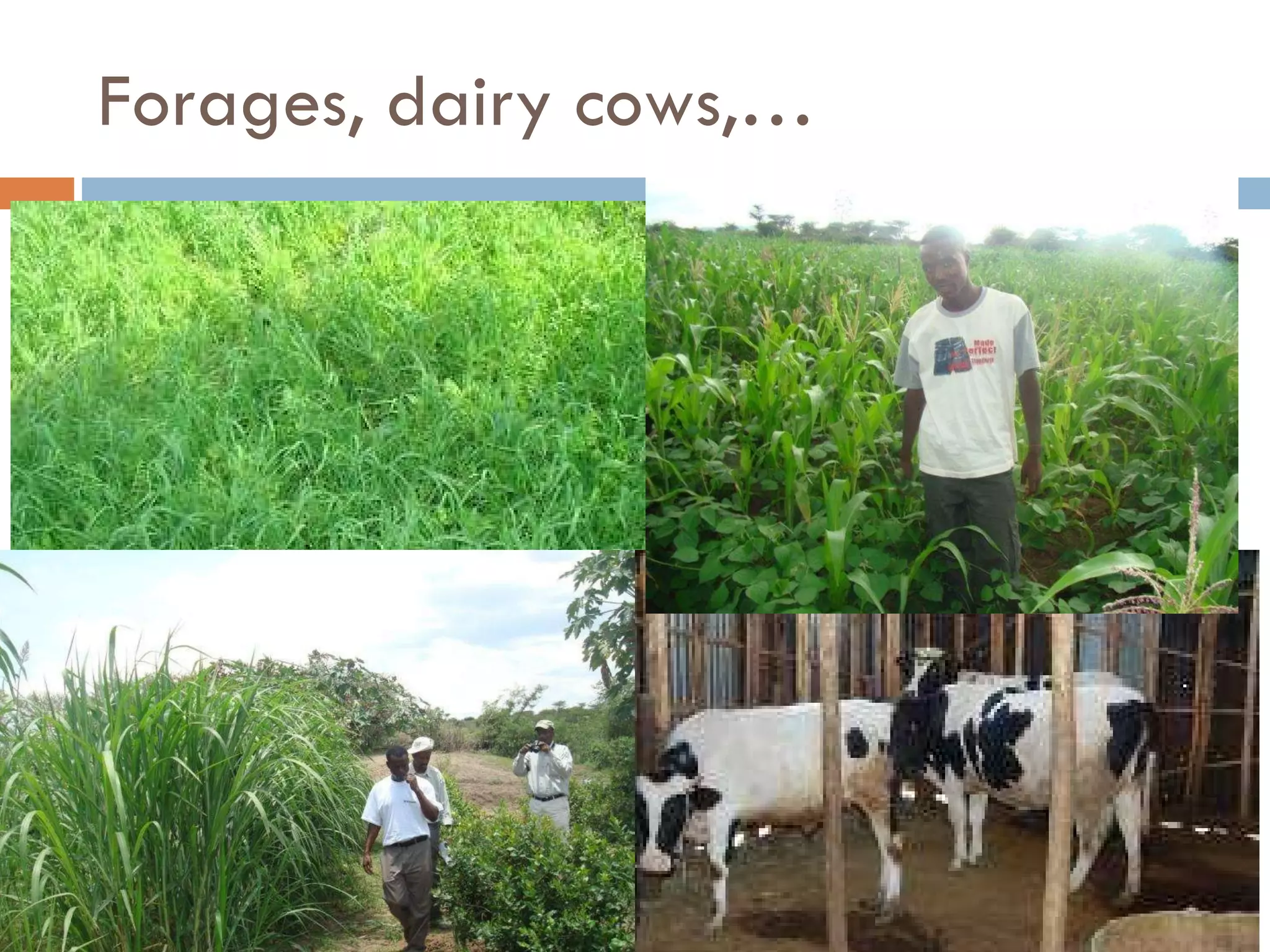 Forages, dairy cows,… 