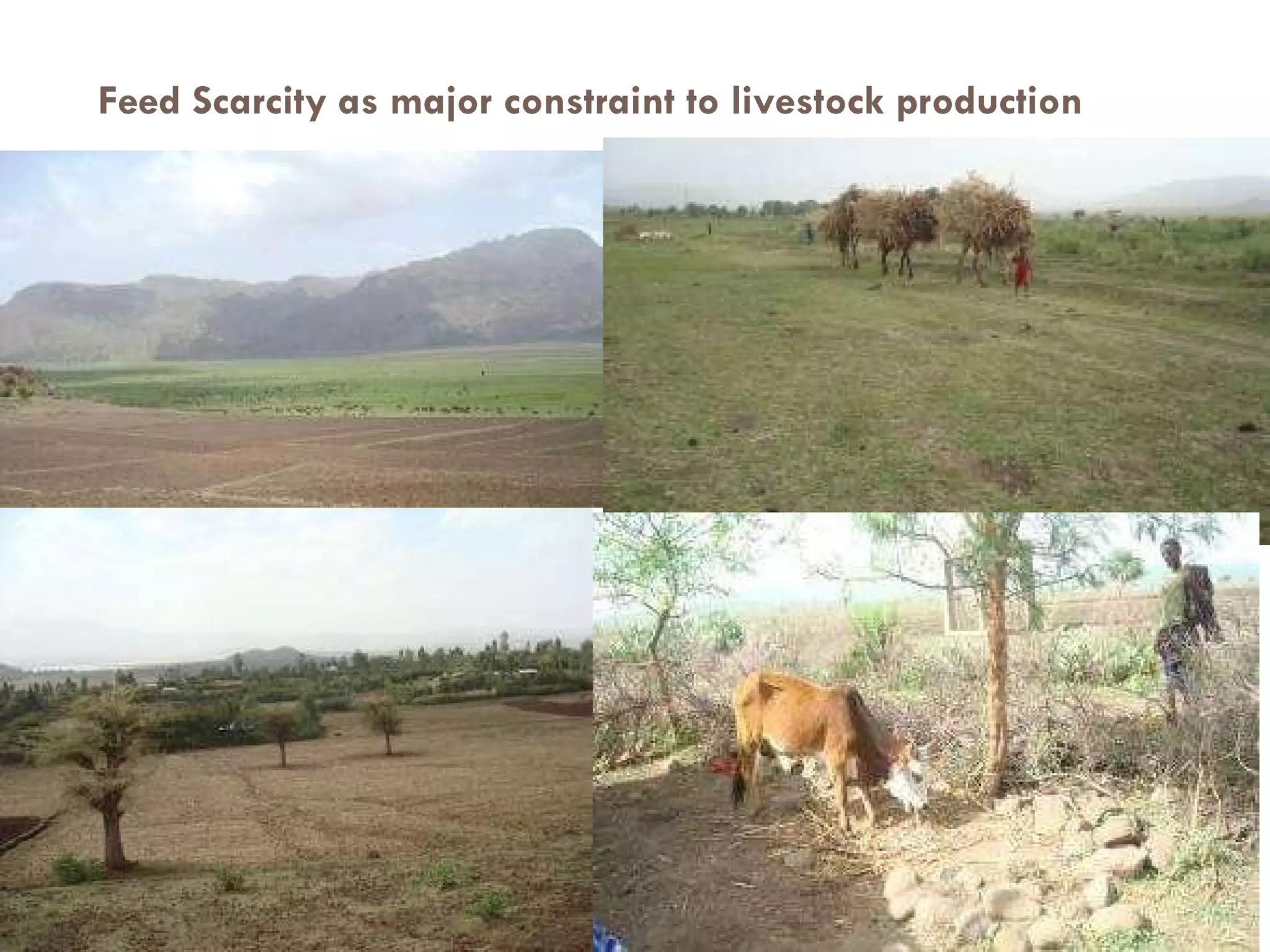 Feed Scarcity as major constraint to livestock production 