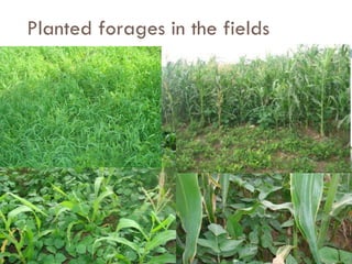 Multi-stakeholder platforms strengthening the selection and use of fodder options in Ethiopia: Some lessons