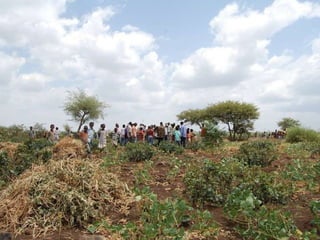Multi-stakeholder platforms strengthening the selection and use of fodder options in Ethiopia: Some lessons