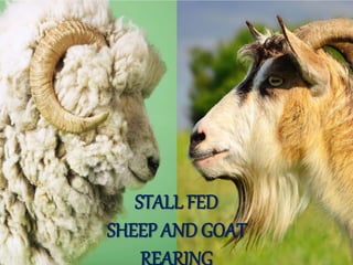 STALL FED
SHEEP AND GOAT
REARING
 