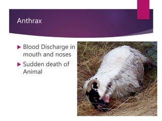 Stall fed sheep and goat rearing and its management | PPTX