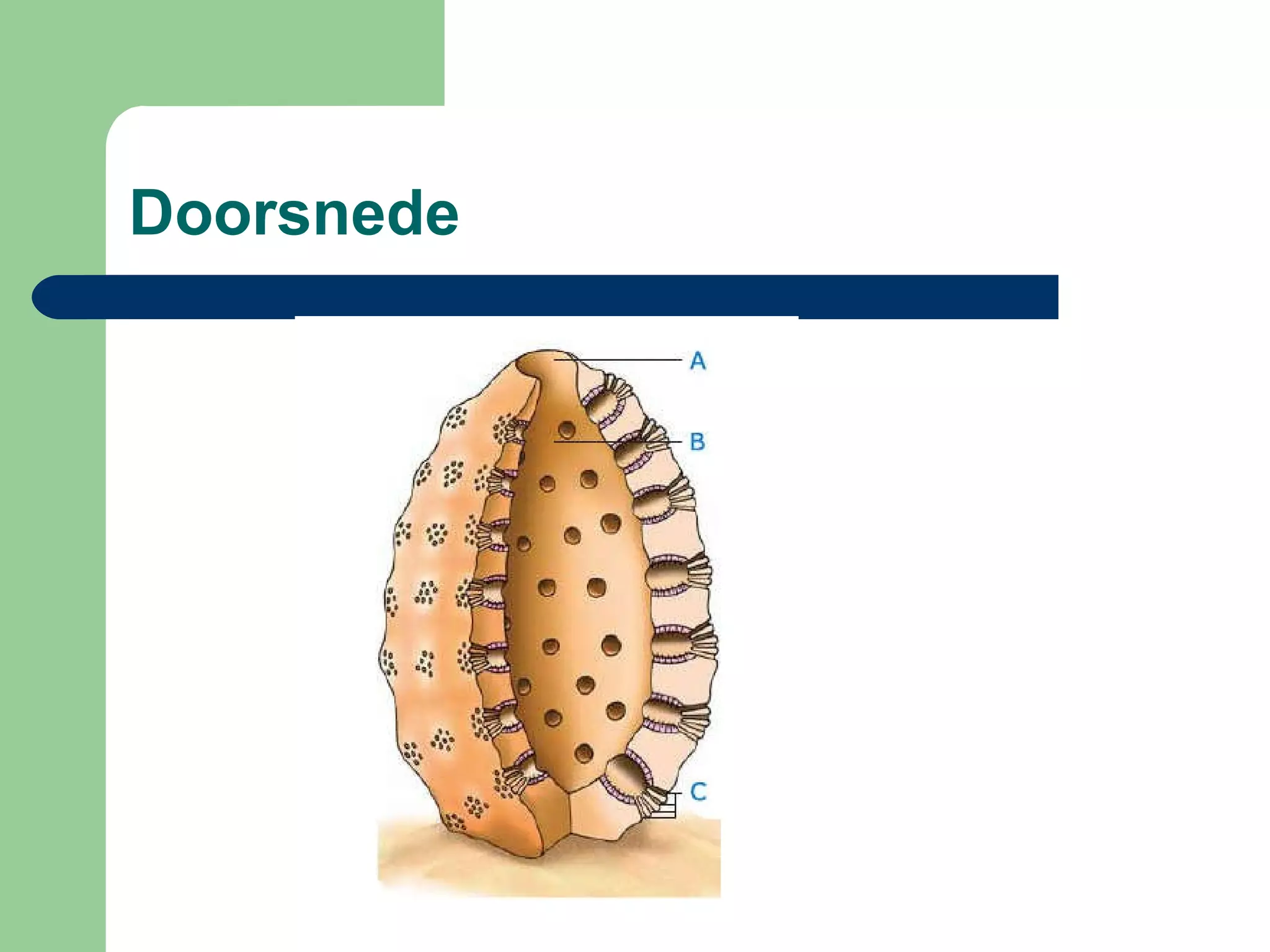 Biologie: De sponsen | PPT