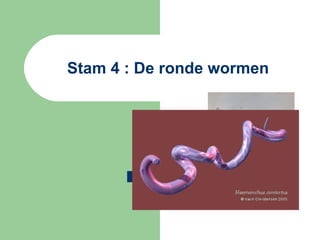 Stam 4 : De ronde wormen Blz 60 