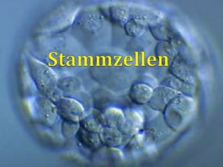 Stammzellen 
