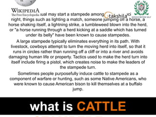 what is CATTLE
Anything unusual may start a stampede among cattle. Especially at
night, things such as lighting a match, someone jumping off a horse, a
horse shaking itself, a lightning strike, a tumbleweed blown into the herd,
or "a horse running through a herd kicking at a saddle which has turned
under its belly" have been known to cause stampedes.
A large stampede typically eliminates everything in its path. With
livestock, cowboys attempt to turn the moving herd into itself, so that it
runs in circles rather than running off a cliff or into a river and avoids
damaging human life or property. Tactics used to make the herd turn into
itself include firing a pistol, which creates noise to make the leaders of
the stampede turn.
Sometimes people purposefully induce cattle to stampede as a
component of warfare or hunting, such as some Native Americans, who
were known to cause American bison to kill themselves at a buffalo
jump.
 