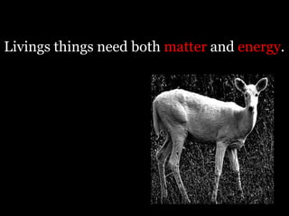 Livings things need both matter and energy.
 