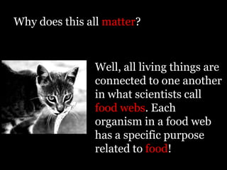 Why does this all matter?


               Well, all living things are
               connected to one another
               in what scientists call
               food webs. Each
               organism in a food web
               has a specific purpose
               related to food!
 