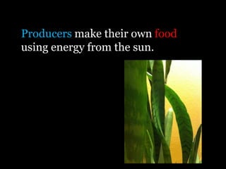 Producers make their own food
using energy from the sun.
 