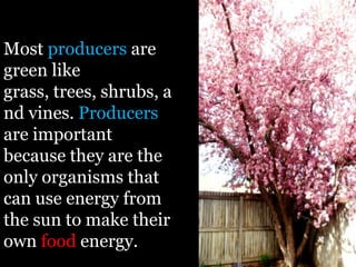 Most producers are
green like
grass, trees, shrubs, a
nd vines. Producers
are important
because they are the
only organisms that
can use energy from
the sun to make their
own food energy.
 