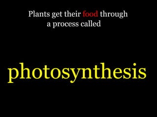 Plants get their food through
       a process called




photosynthesis
 