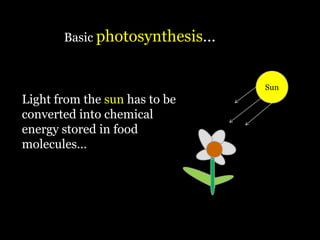 Basic photosynthesis…


                               Sun
Light from the sun has to be
converted into chemical
energy stored in food
molecules…
 